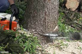 How Our Tree Care Process Works  in  Shippensburg University, PA