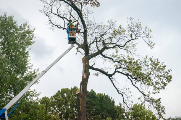 Best Stump Grinding and Removal  in Shippensburg University, PA